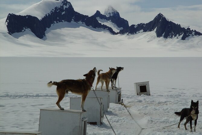 Helicopter To a Dogsledding Experience - Stop 3: The Juneau Icefield Flight Back Over the Glacier World