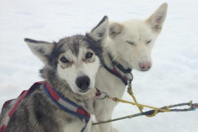 Helicopter To a Dogsledding Experience - Stop 2 on Herbert Glacier: Husky Teams, Orientation, and Your Choice of How You Ride