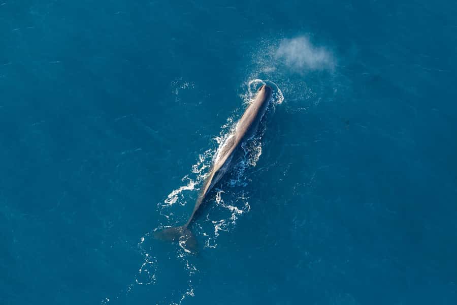Kaikoura: 1-Hour Whale Watching Helicopter Tour - Why This Helicopter Whale Tour Works in Kaikōura
