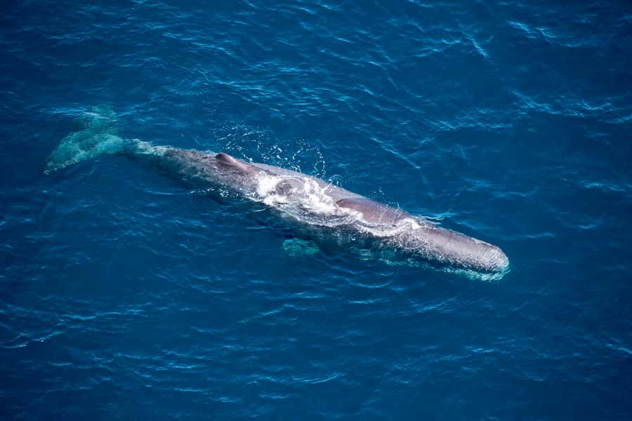 Kaikoura: 1-Hour Whale Watching Helicopter Tour - Getting Started at Kaikōura Airport: Safety First, Then Off