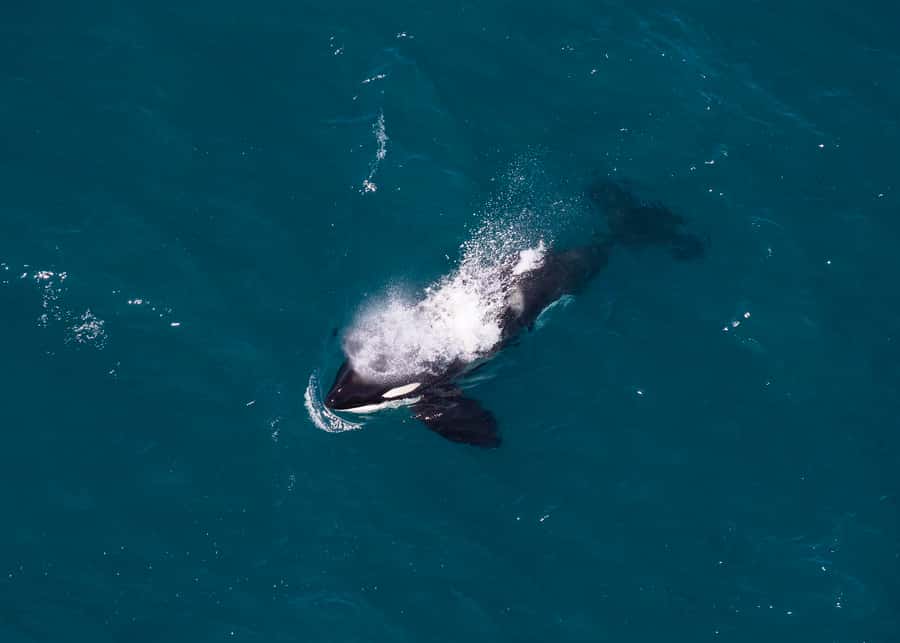Kaikoura: 1-Hour Whale Watching Helicopter Tour - Mt Fyffe Alpine Landing: Rugged Views at 1,600 Meters