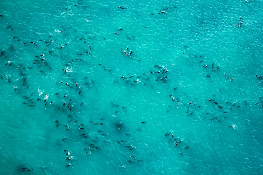 Kaikoura: 1-Hour Whale Watching Helicopter Tour - Timing, Weather, and the Reality of “Chance”