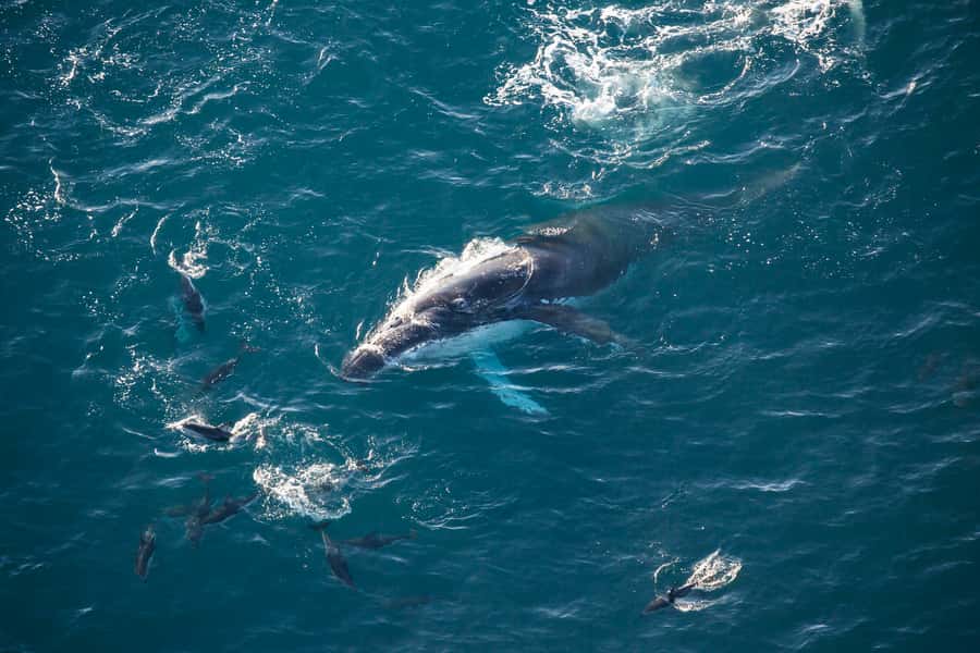 Kaikōura: 45-Minute Whale Watching Helicopter Tour - Helicopter Whale Watching That Actually Feels Efficient