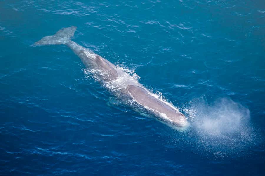 Kaikōura: 45-Minute Whale Watching Helicopter Tour - Small Group Size: Why It Changes Your Experience