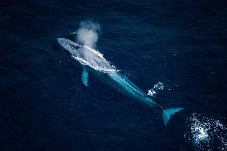 Kaikōura: 45-Minute Whale Watching Helicopter Tour - Price and Value: Is $493 Worth a 45-Minute Helicopter Ride?